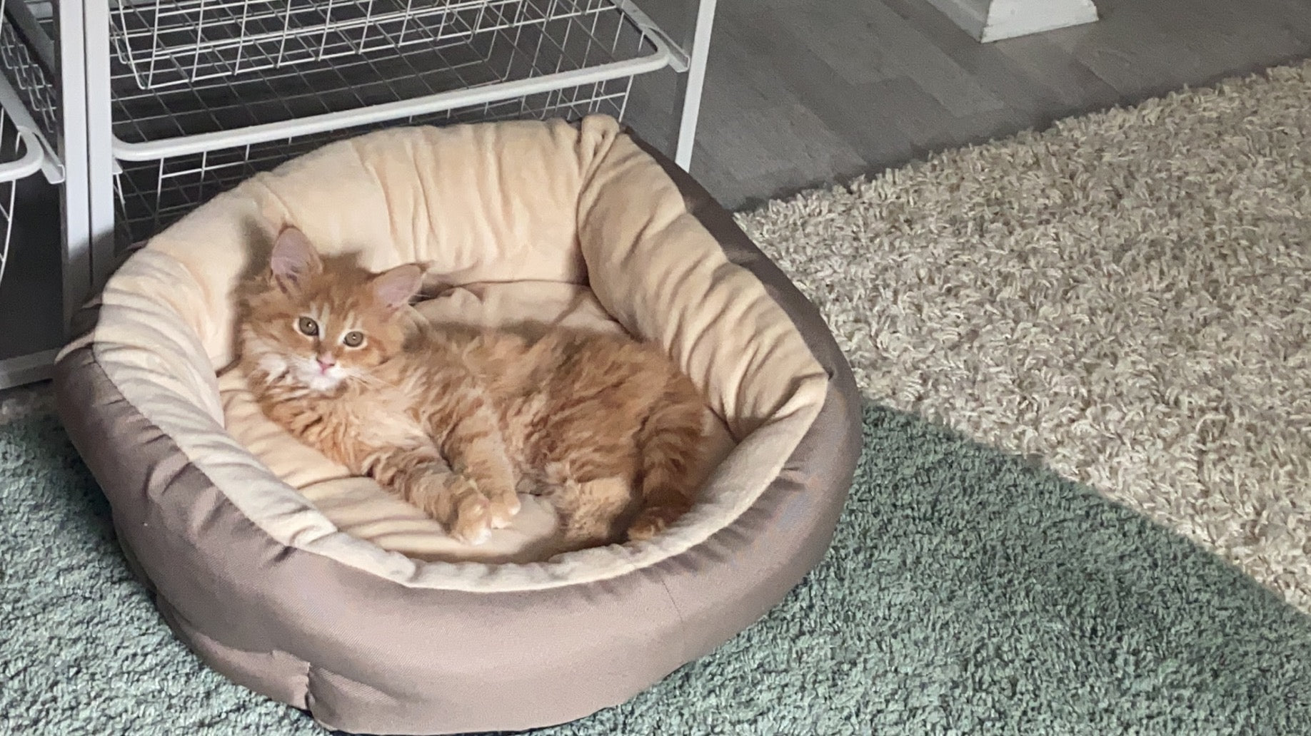 Kitten Einzug vorbereiten: Checkliste für neue Katzeneltern