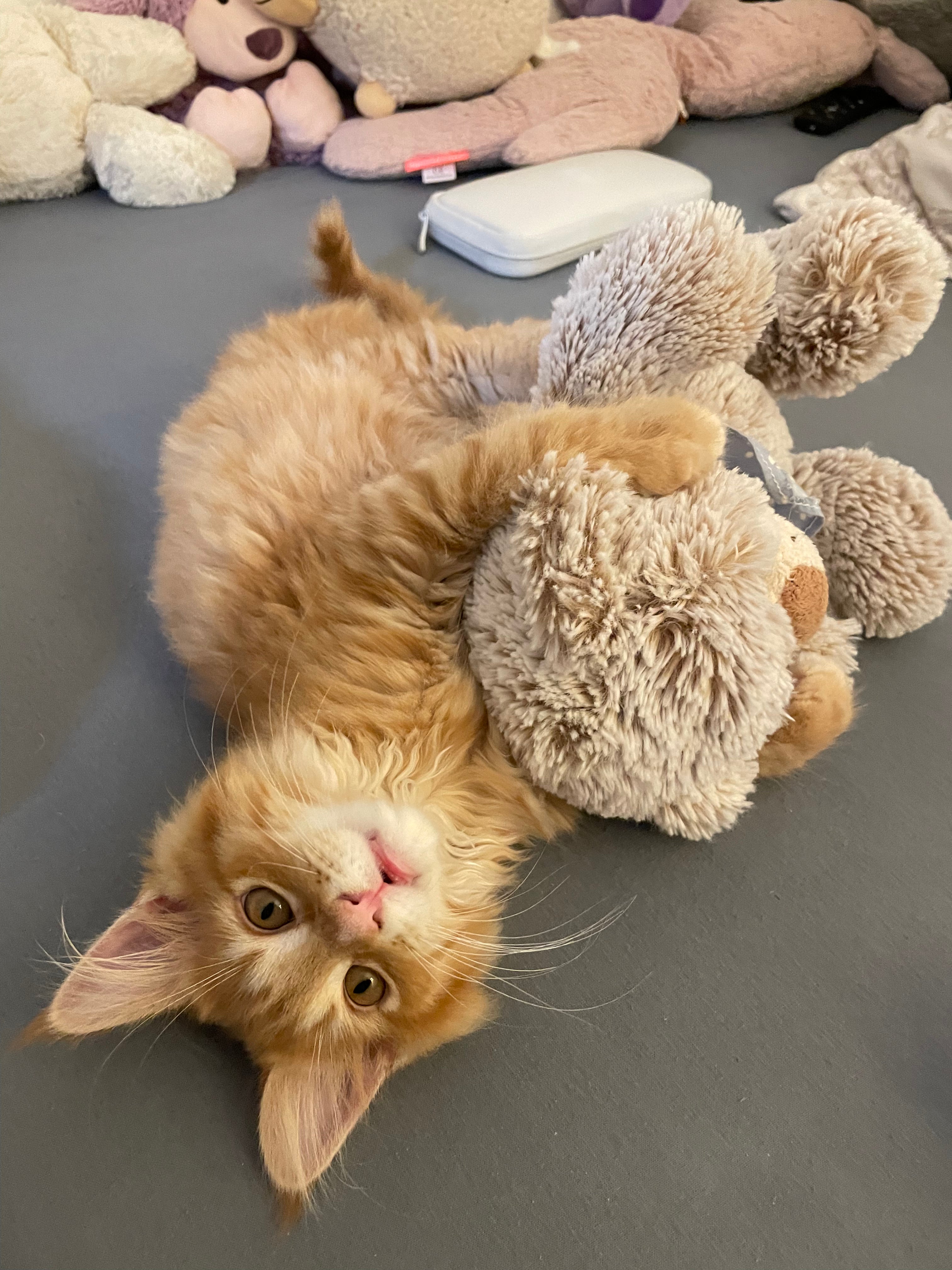 Kitten mit spielzeug