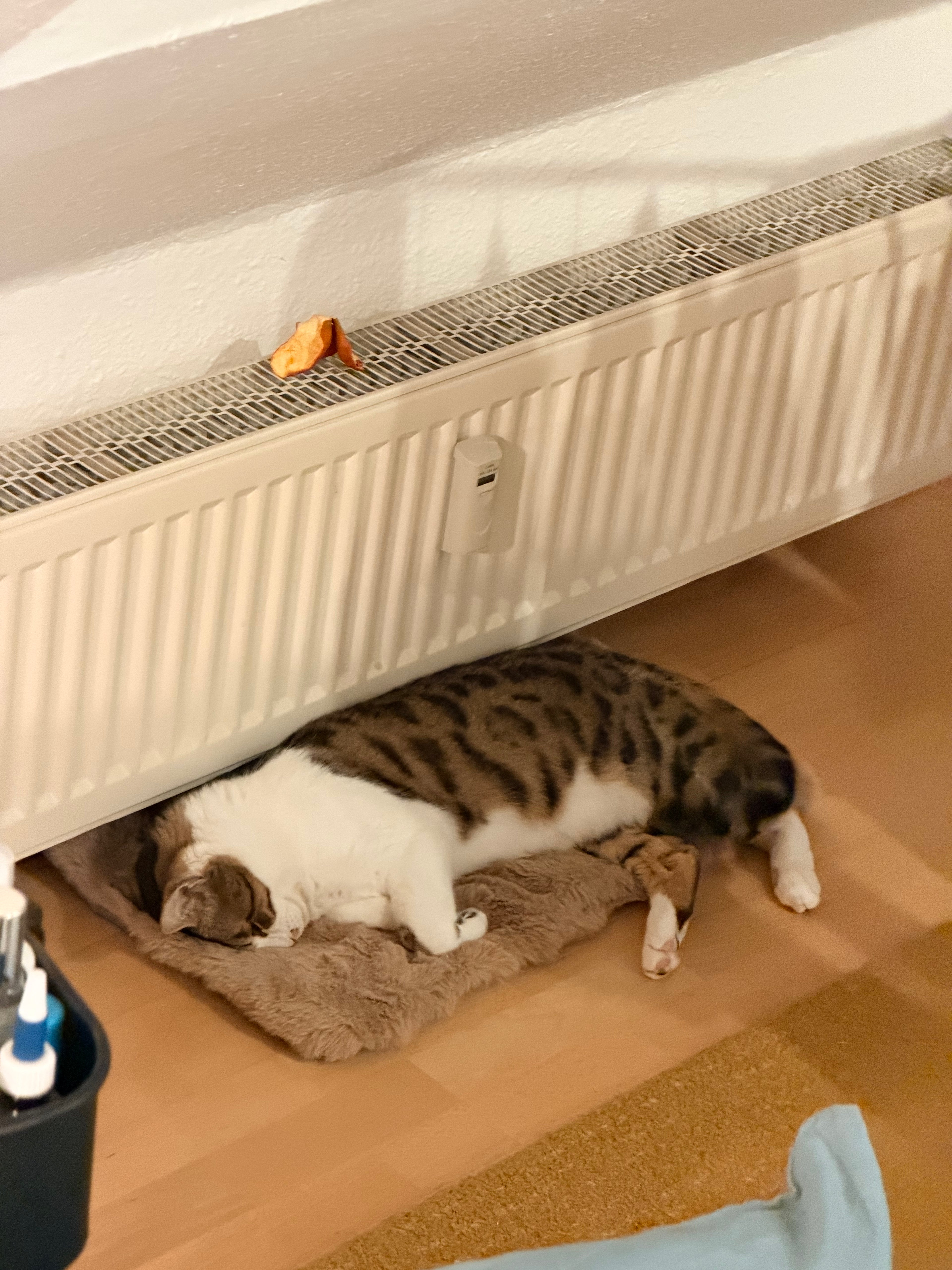 Katze schläft unter der heizung